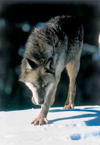 Tracks of the gray wolf are large and have been measured up to 6 inches wide by 6 inches long.